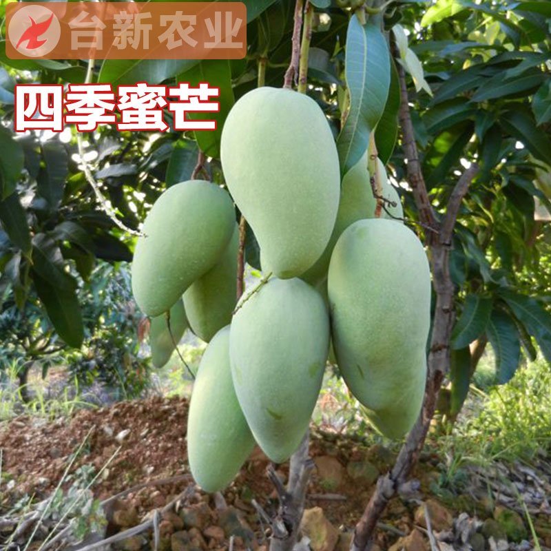芒果苗金煌芒果苗四季蜜芒果苗嫁接苗杯苗带泥球发货