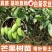 芒果苗金煌芒果苗四季蜜芒果苗嫁接苗杯苗带泥球发货