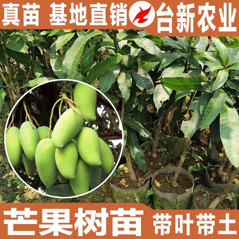 芒果苗金煌芒果苗四季蜜芒果苗嫁接苗杯苗带泥球发货