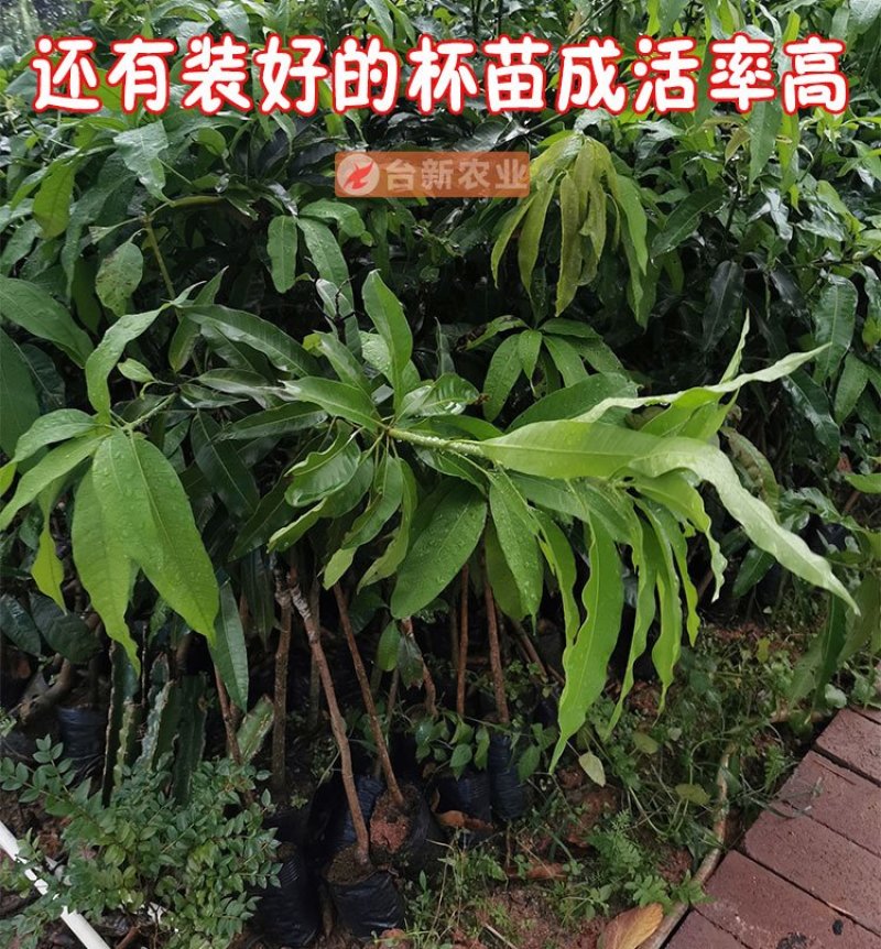 芒果苗金煌芒果苗四季蜜芒果苗嫁接苗杯苗带泥球发货