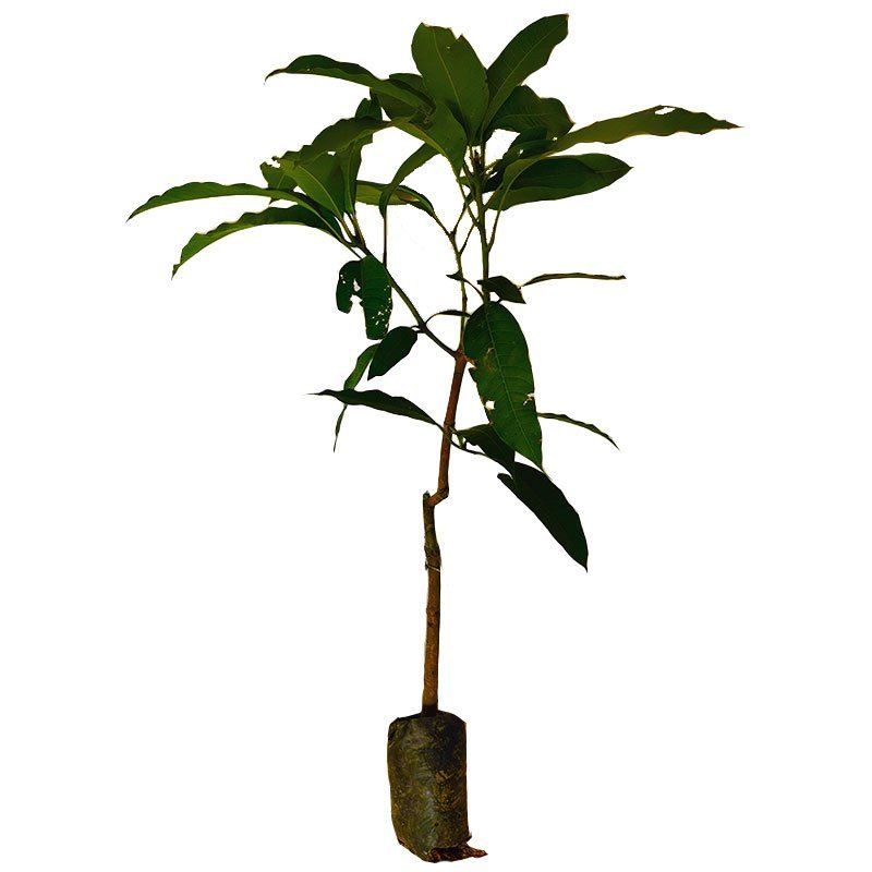 芒果苗金煌芒果苗四季蜜芒果苗嫁接苗杯苗带泥球发货