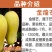 芒果苗金煌芒果苗四季蜜芒果苗嫁接苗杯苗带泥球发货