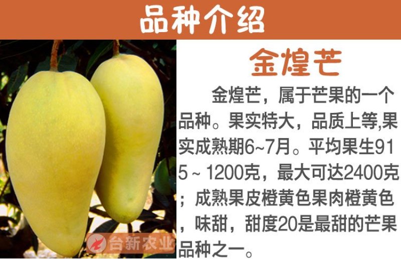 芒果苗金煌芒果苗四季蜜芒果苗嫁接苗杯苗带泥球发货