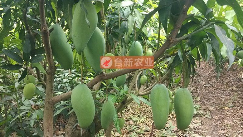 芒果苗金煌芒果苗四季蜜芒果苗嫁接苗杯苗带泥球发货