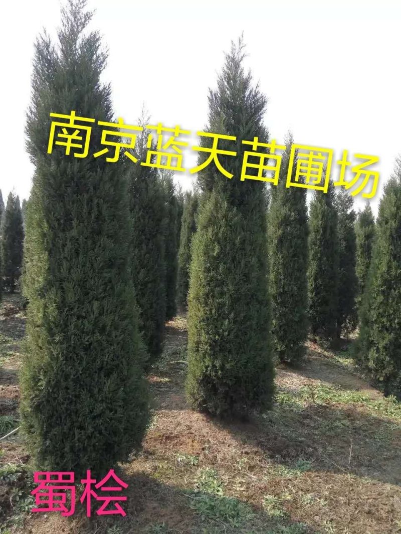 蜀桧，蜀侩，蜀桧价格