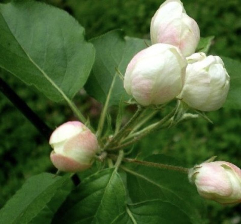 湖北海棠苗三匹罐野山茶高山野红茶