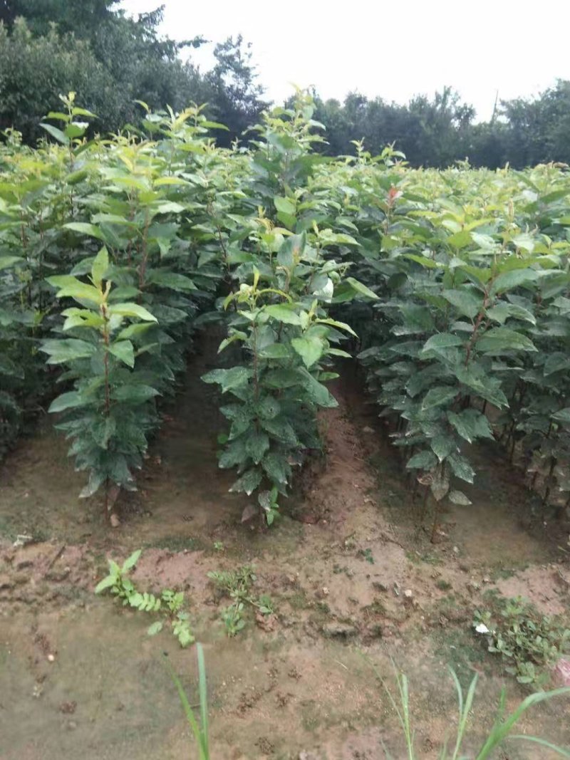 湖北海棠苗三匹罐野山茶高山野红茶