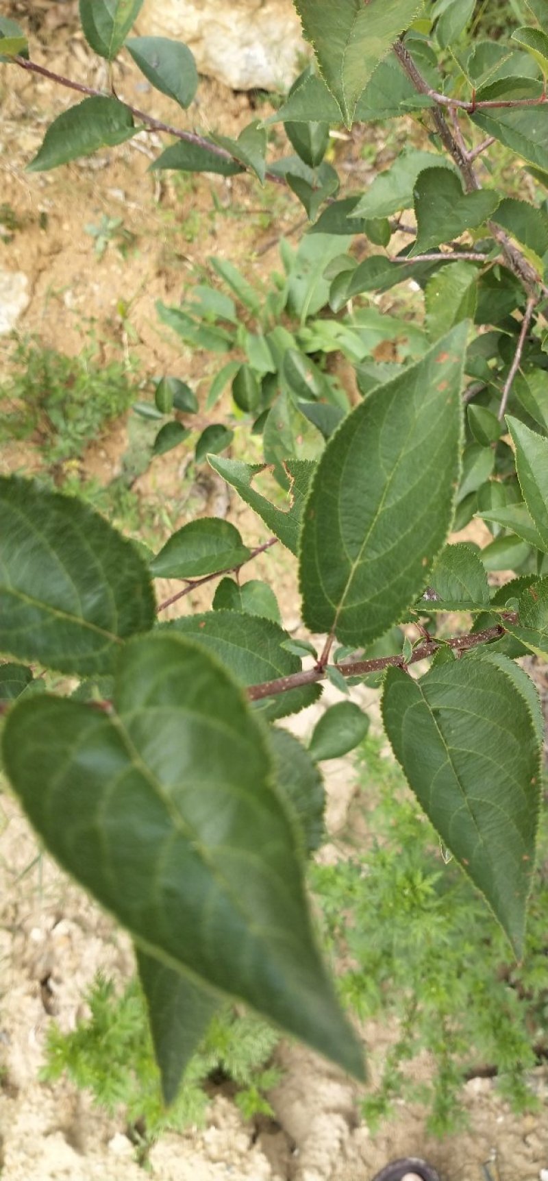 湖北海棠苗三匹罐野山茶高山野红茶
