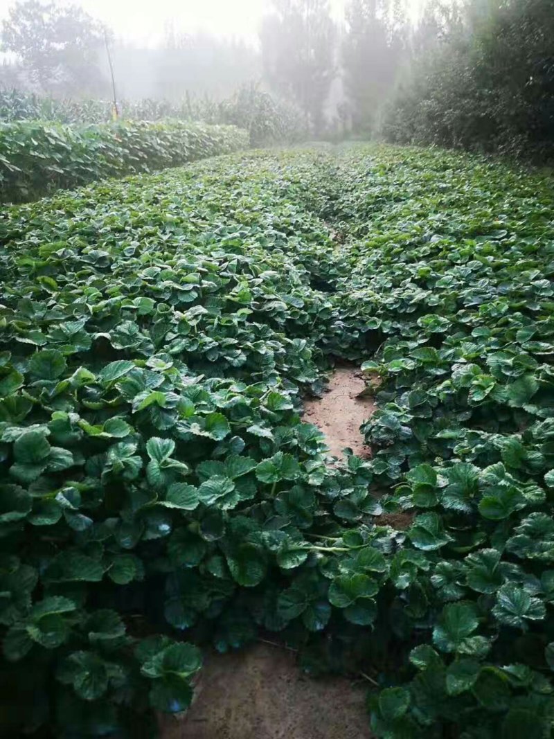 【牛奶草莓苗热卖】甜宝草莓苗大棚专用草莓苗草莓苗签合同
