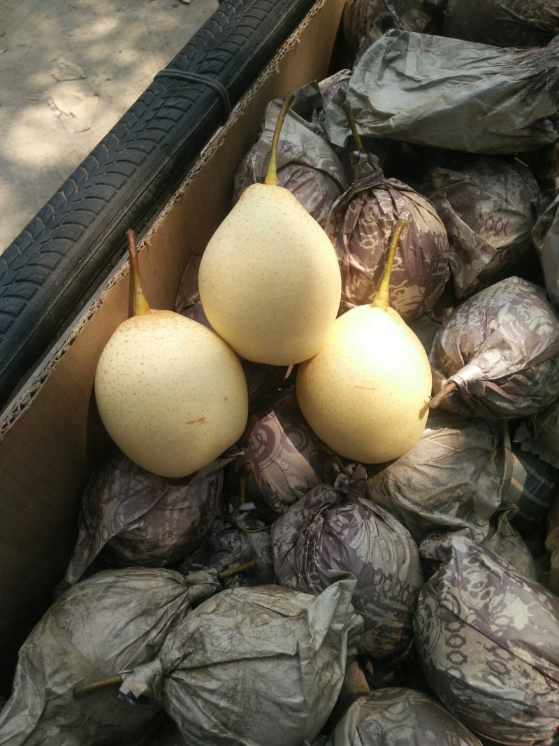 库存鸭梨滞销，助农销售，特价销售，帮助果农