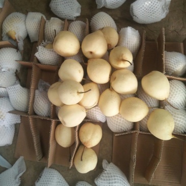 库存鸭梨滞销，助农销售，特价销售，帮助果农