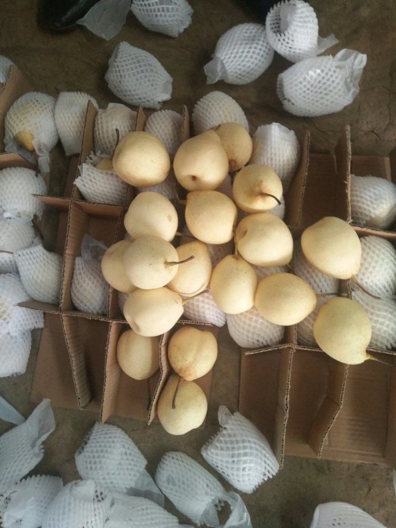 库存鸭梨滞销，助农销售，特价销售，帮助果农
