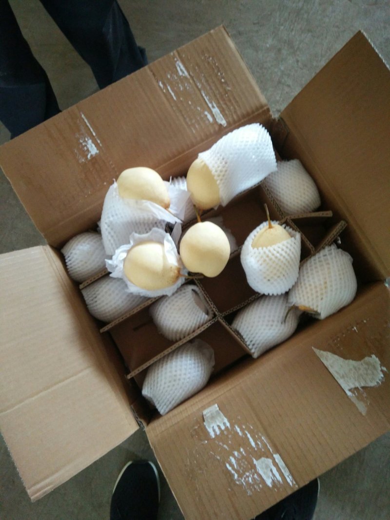 库存鸭梨滞销，助农销售，特价销售，帮助果农