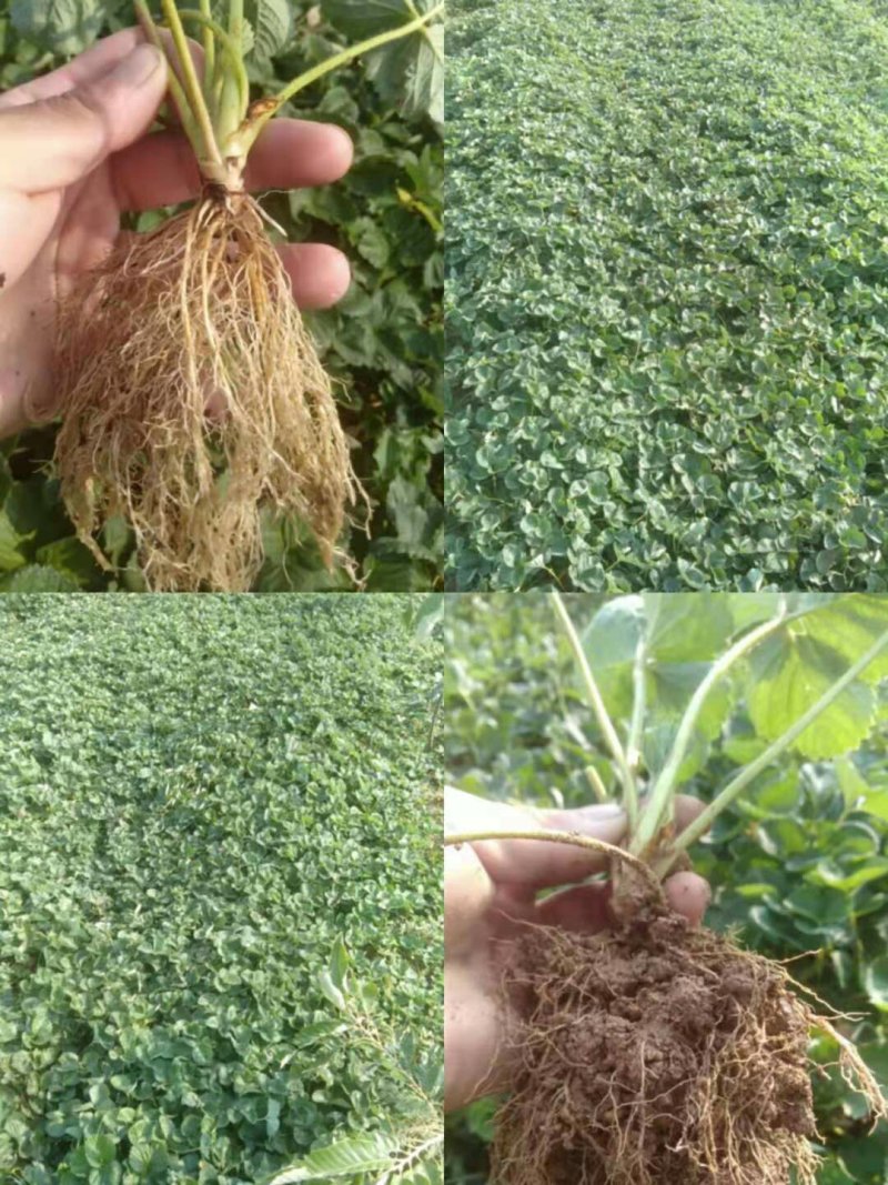 【草莓苗】甜查理草莓苗学盘草莓苗艳丽草莓苗圣安德瑞斯苗