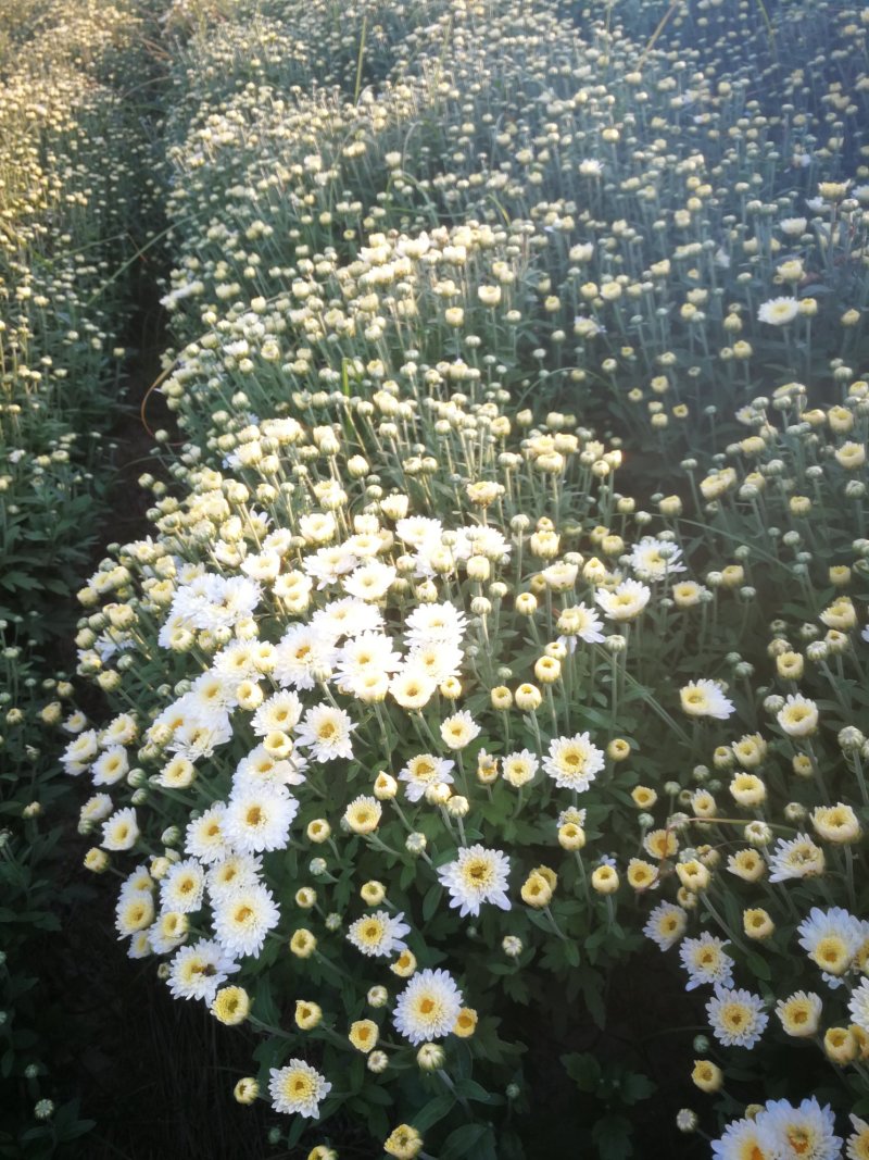 北京菊鲜货，菊花鲜货