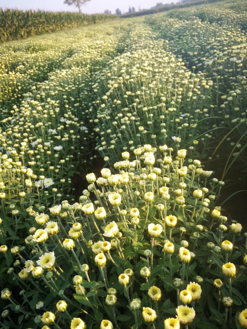 北京菊鲜货，菊花鲜货