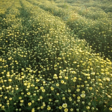 北京菊鲜货，菊花鲜货