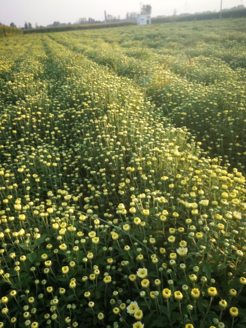 北京菊鲜货，菊花鲜货