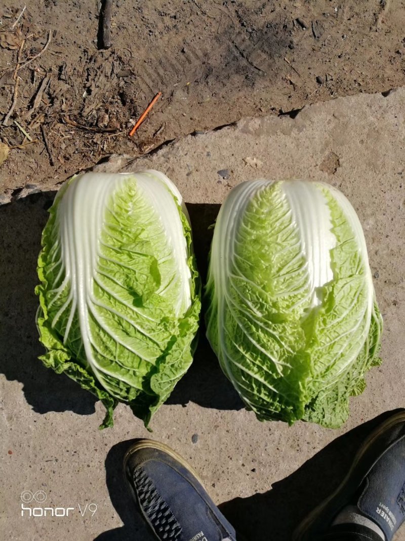 黑龙江万亩黄心白菜大量上市了质量好有专业的装车工人保质保