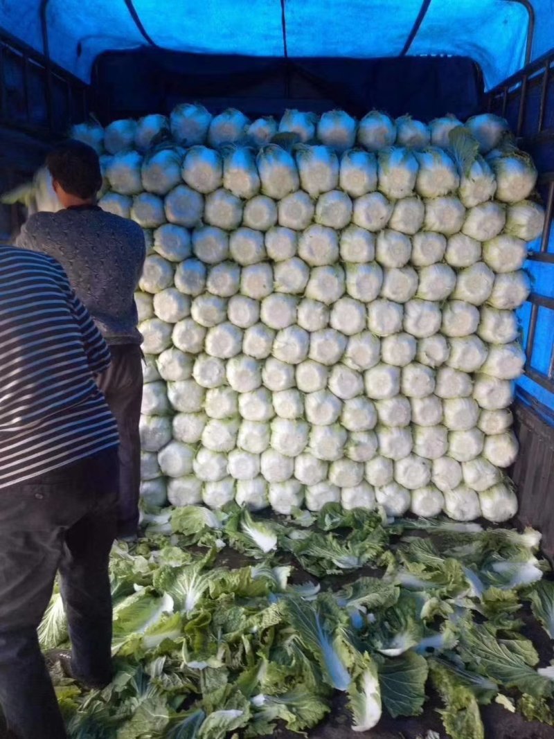黑龙江万亩黄心白菜大量上市了质量好有专业的装车工人保质保