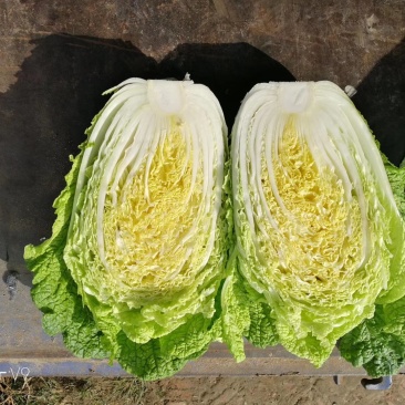 黑龙江万亩黄心白菜大量上市了质量好有专业的装车工人保质保