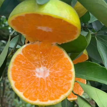 柑橘类湖北宜昌橘子一件代发