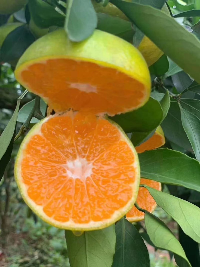 柑橘类湖北宜昌橘子一件代发