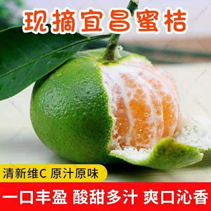 柑橘类湖北宜昌橘子一件代发