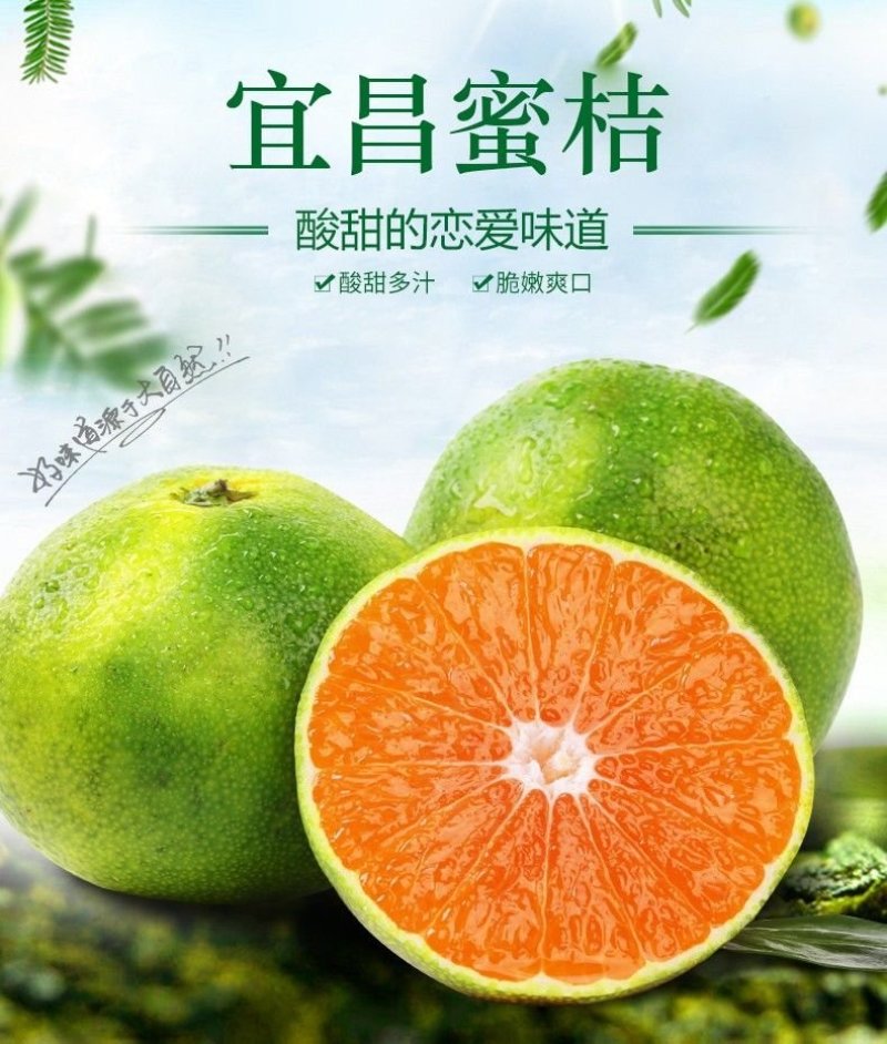 柑橘类湖北宜昌橘子一件代发