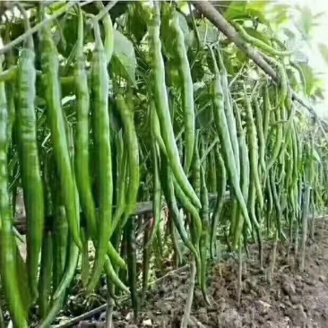 线椒大量上市，青条线椒，黑条线椒，质量保证，