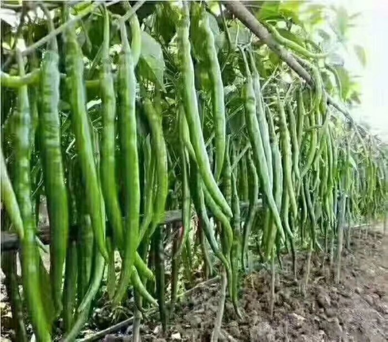 线椒大量上市，青条线椒，黑条线椒，质量保证，