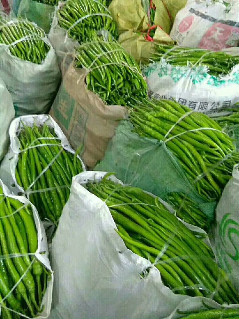 线椒大量上市，青条线椒，黑条线椒，质量保证，