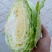 精品扁包菜，产地直供，品质保证，发货全国各大蔬菜批发市