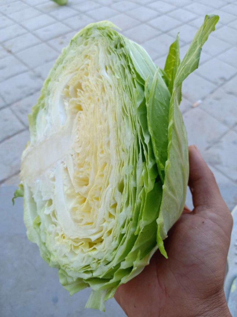 精品扁包菜，产地直供，品质保证，发货全国各大蔬菜批发市
