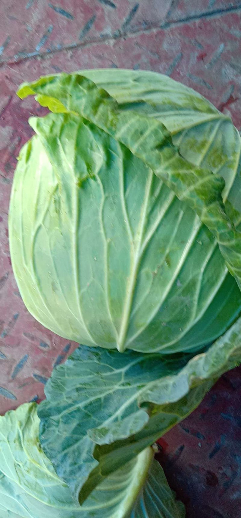 精品扁包菜，产地直供，品质保证，发货全国各大蔬菜批发市