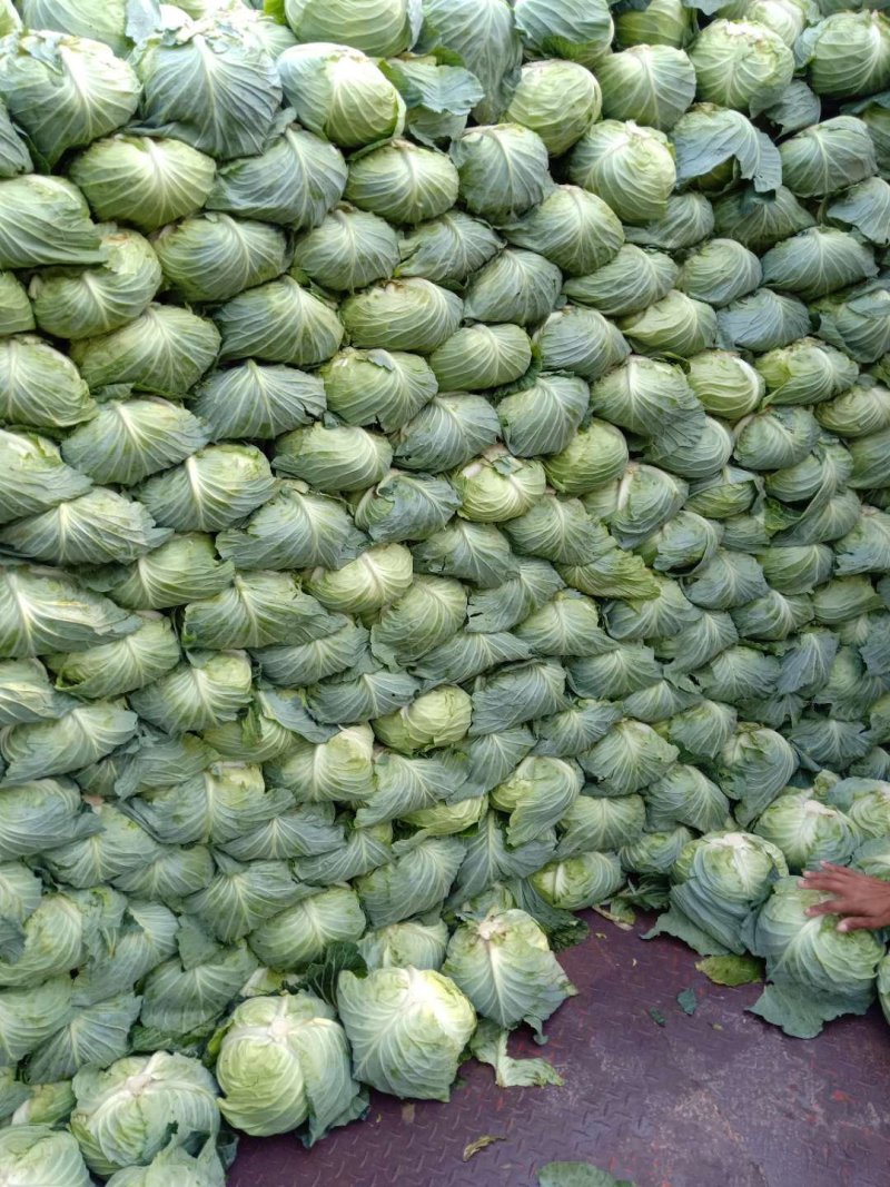 精品扁包菜，产地直供，品质保证，发货全国各大蔬菜批发市