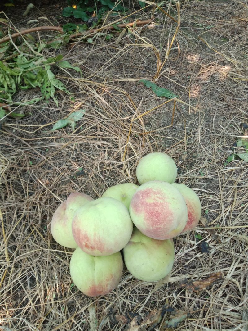 巨无霸