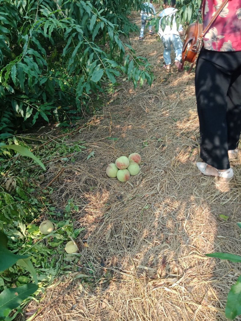 巨无霸