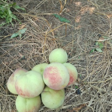 巨无霸