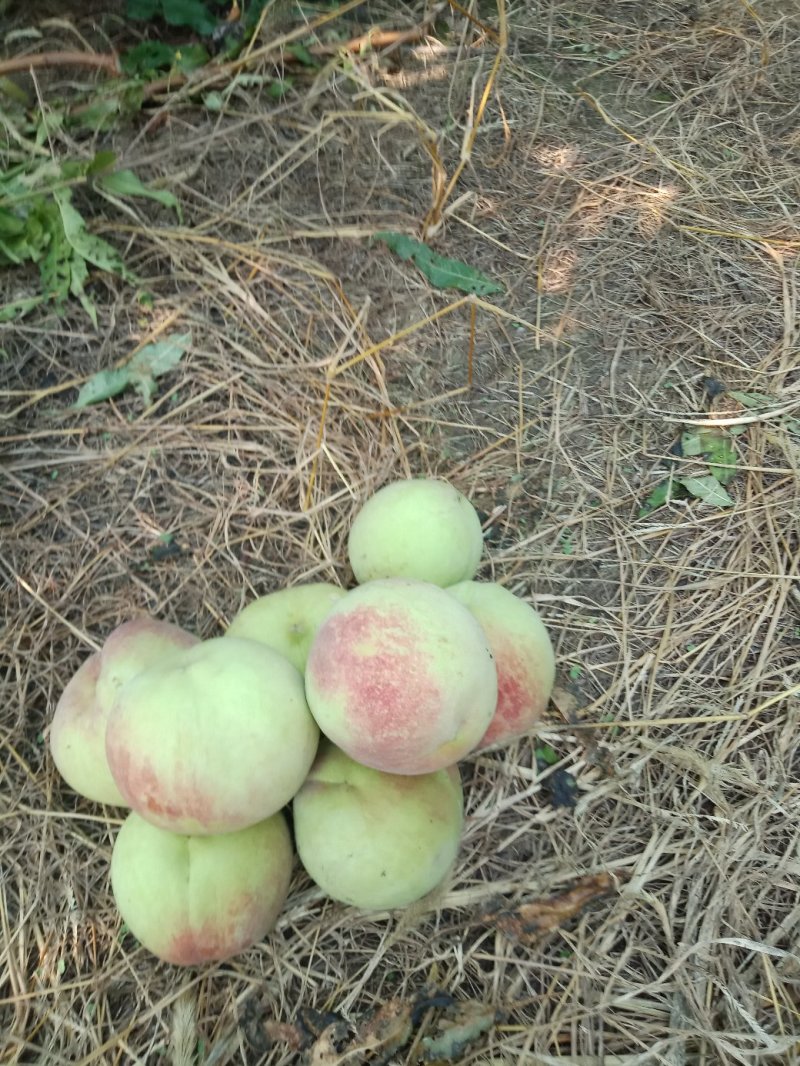 巨无霸