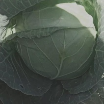 茴子白