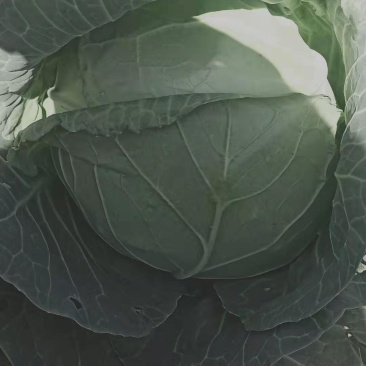 茴子白
