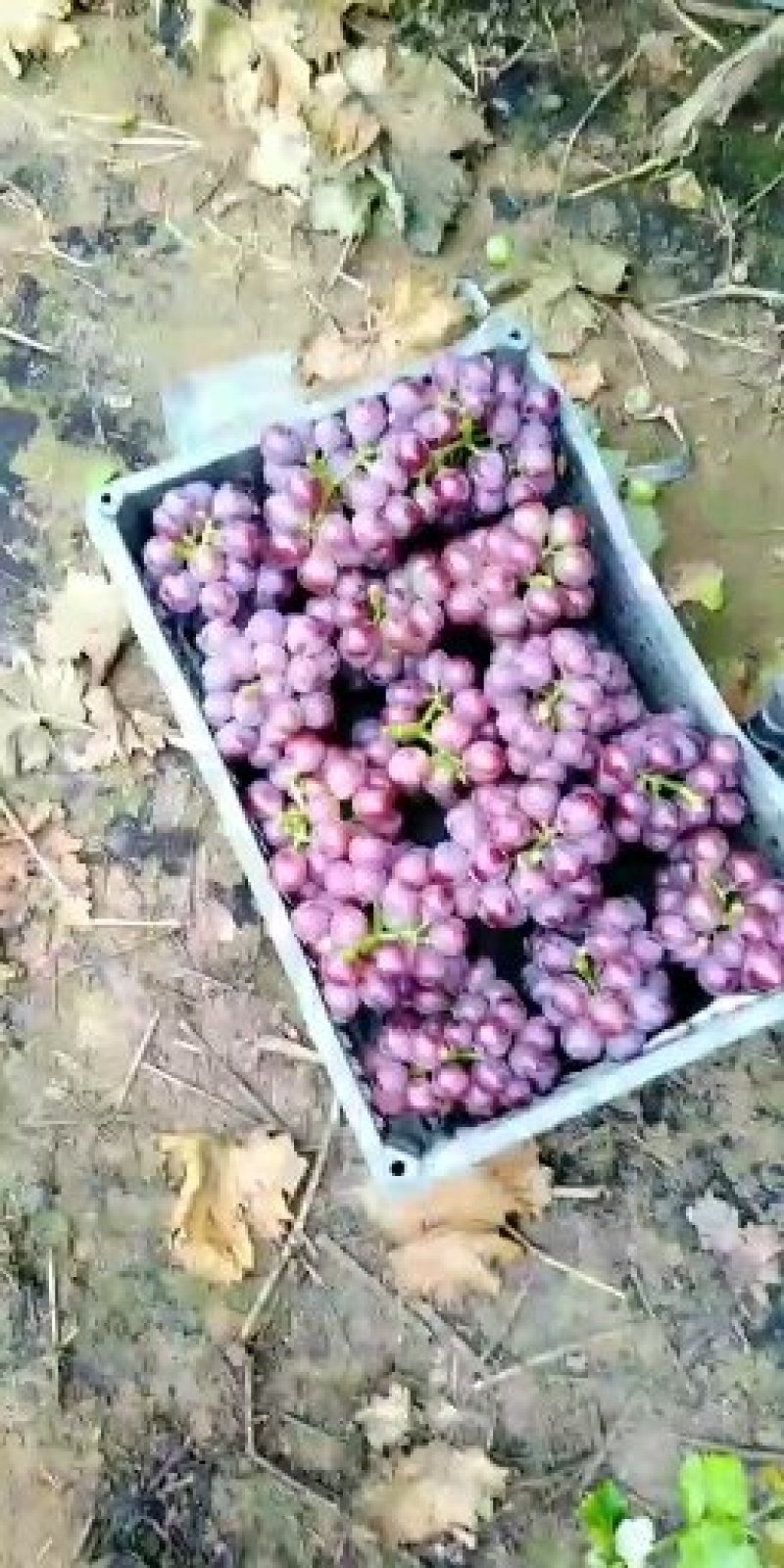 巨峰葡萄