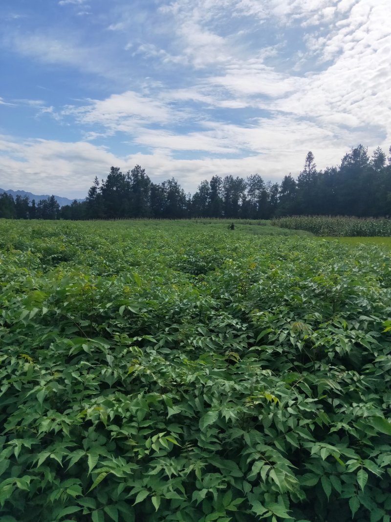 香椿，红油香椿小苗，可食用的50到1米