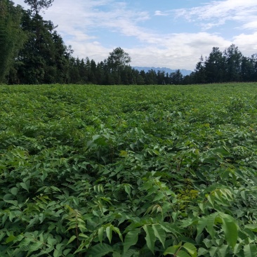 香椿，红油香椿小苗，可食用的50到1米