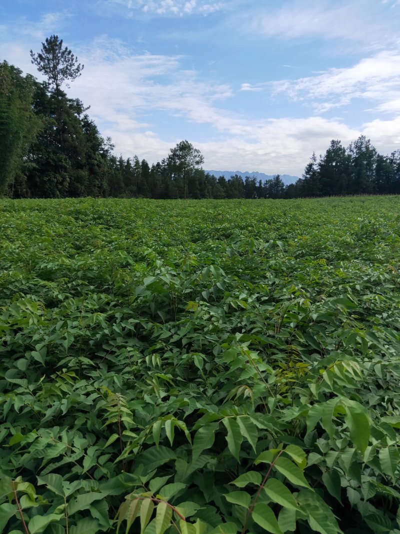 香椿，红油香椿小苗，可食用的50到1米
