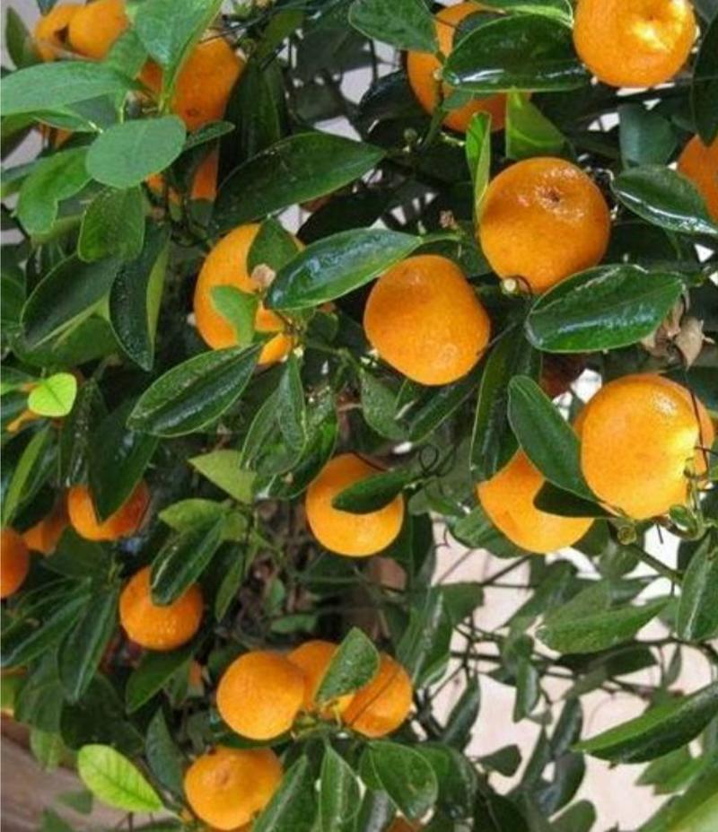 南丰蜜橘树苗(可代培各种品种)