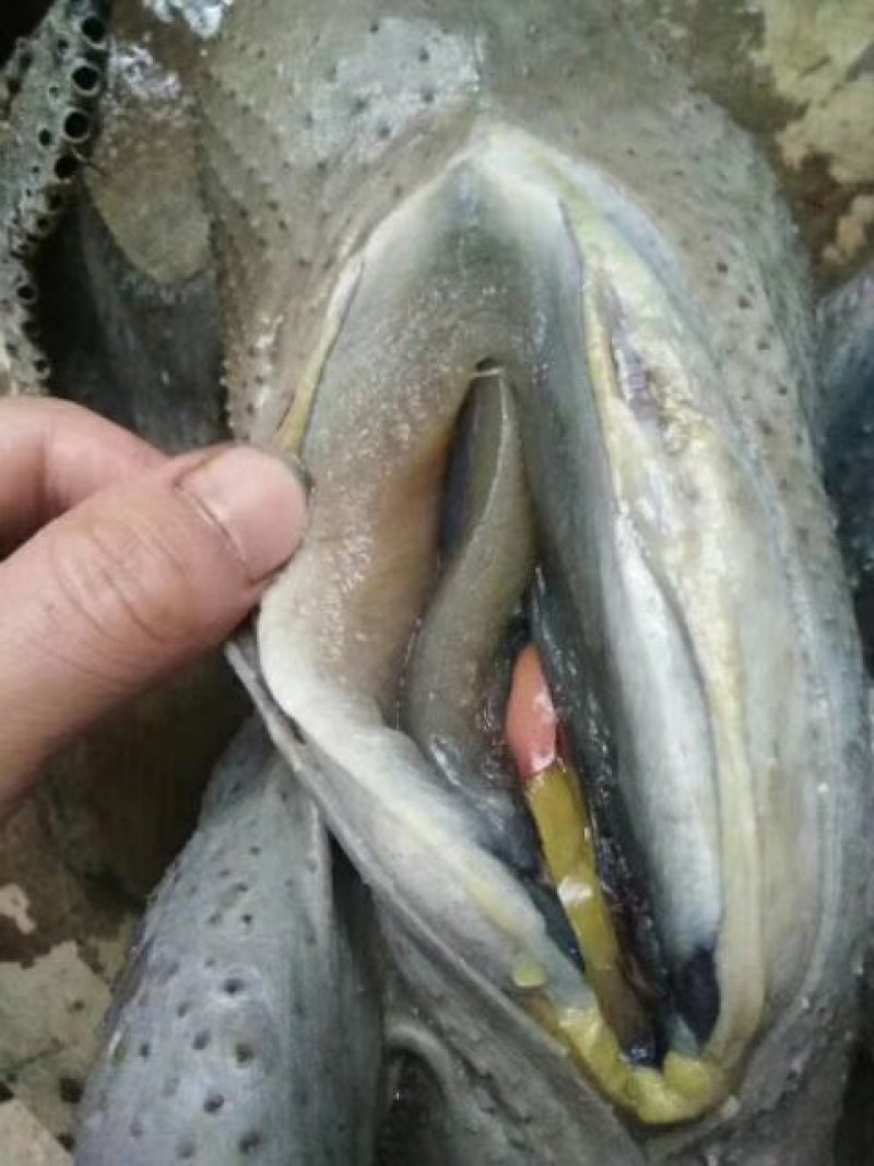 正宗盐津乌骨鸡鸡苗种蛋批发供货鸡苗公苗母苗乌蒙珍禽五黑鸡