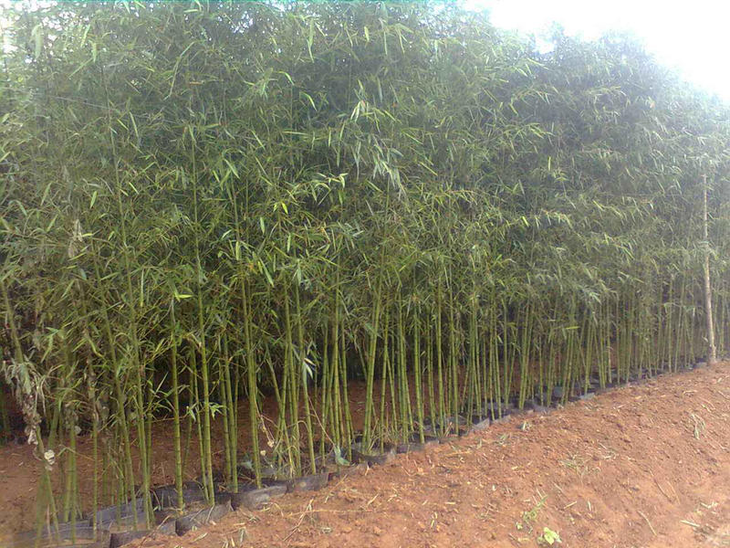 毛竹毛竹种子楠竹种子竹竿种子竹子种子竹笋种子山区竹子苗用