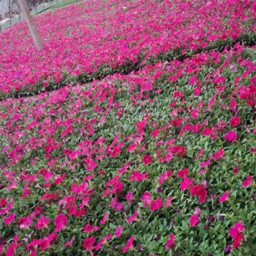 矮牵牛花（一手货源）